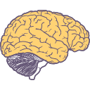282 Brain Cx