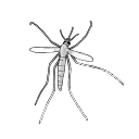 Free Scientific Illustration Of Flea