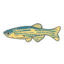 Danio Rerio