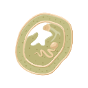 Icon Liver Fluke Metacercaria