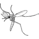 Free Scientific Illustration Of Tick Larva Feeding