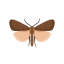 Icon Grease Moth