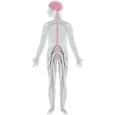 443 Human Nervous System2