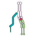 Free Scientific Illustration Download Of Mhc Class Ii Cd4 Tcr Complex