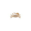 785 Fiddlercrab Humanbraincarapace