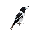 523 Pbb Svg Kz Pq Xc H