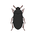 Icon Lesser Mealworm