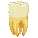 Maxillary Third Molar