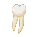 Human Tooth