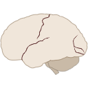 5 Human Brain