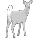 White Tailed Deer Grey Vector