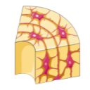 Osteon Section