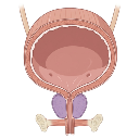 Bladder System Male