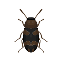 Icon Two Banded Fungus Beetle
