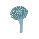 Aspergillus Nidulans