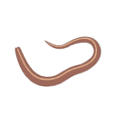 Caenorhabditis Elegans