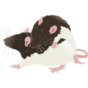 196 Rats Play