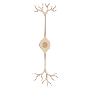 Bipolar Neuron