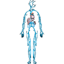 Venous Circulation Diagram 1