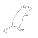 117 Mouse Rearing F Vrd1dm
