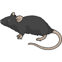 Lab Mouse Svg Vector