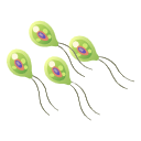 Svg Multi Bifilagellate Haploid Cells N