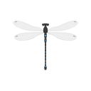 Icon Pond Damselfly