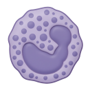 Basophil With Granules 3D
