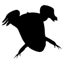 473 Xenopus Sil