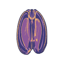 Mnemiopsis Leidyi