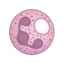 Neutrophil