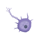 Neuron