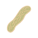 Icon Liver Fluke Sporocyst