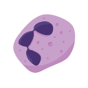Neutrophil
