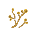 Candida Albicans