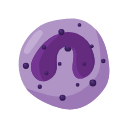 Basophil