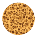 Normal Bone Cross Section