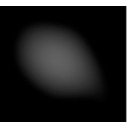 Mus Musculus
