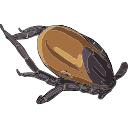 Free Scientific Illustration Of Tick Nymph Feeding 72hr
