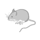 Wood Mouse Grey Svg