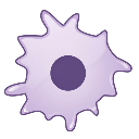 Dendritic Cell Four