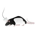 152 Rat Chronic Recording By Gc
