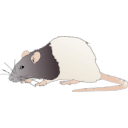 188 Adult Hooded Rat Sitting