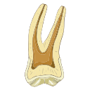 Tooth Cross Section