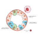 Free Illustration Cortical Collecting Duct