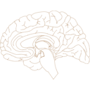 395 Human Brain Sagittal