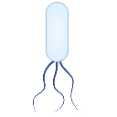 Flagellated Rods