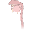 Free Illustration Human Upper Respiratory Tract
