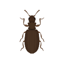 Icon Plaster Beetle