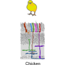 334 Chicken Retina C Iur Ss V